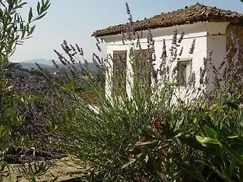 Hotel Terrace - Fig, Olive And Grapevine Sirince