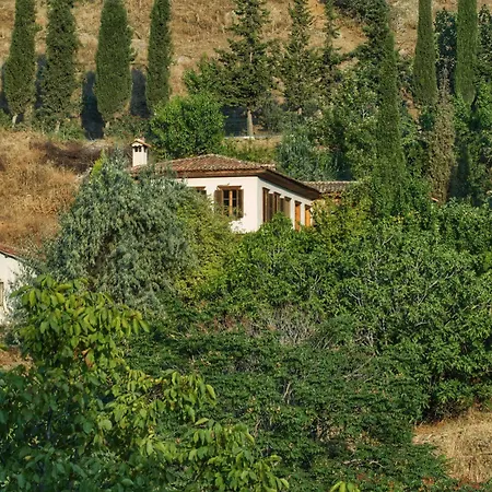 Hotel Terrace - Fig, Olive And Grapevine